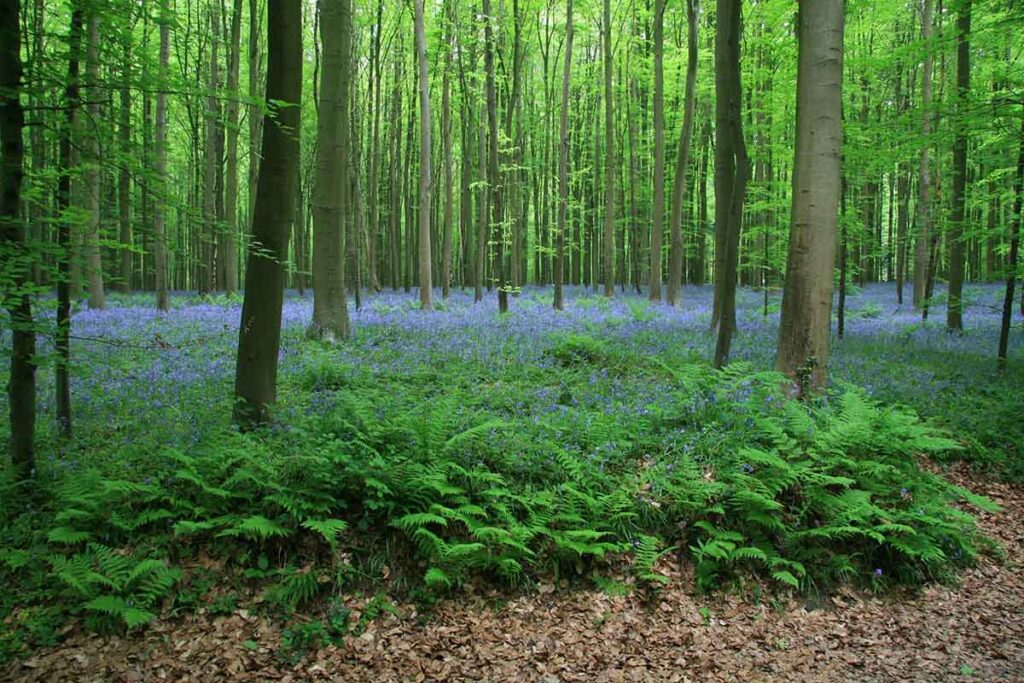 Bosques: Bélgica
