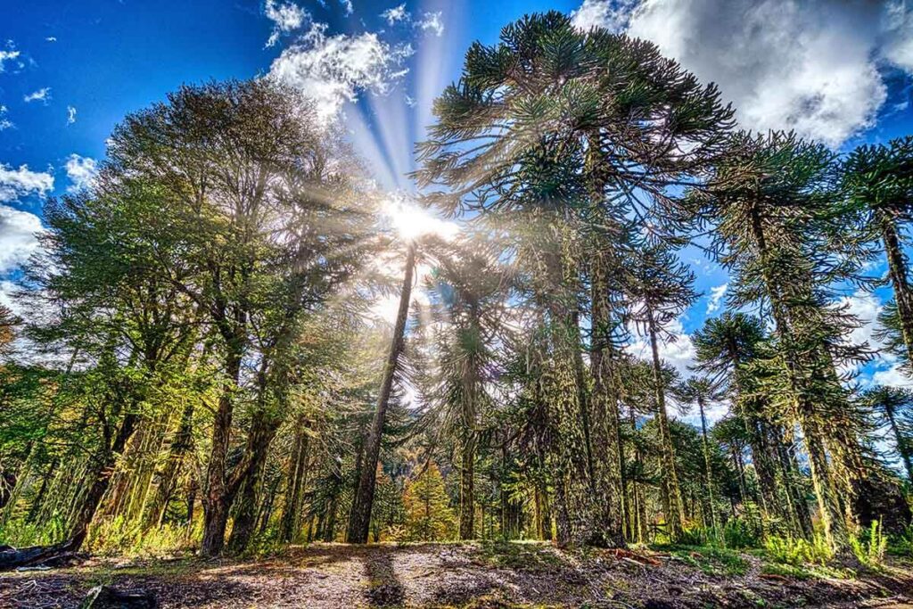 Bosques: Chile