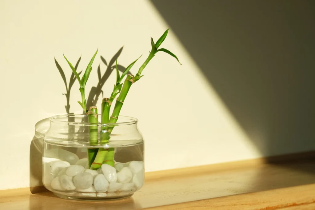 plantas de casa
