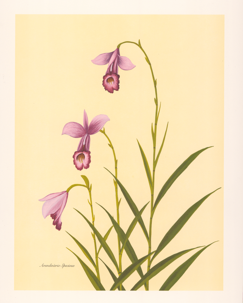 Orquídea de bambú
