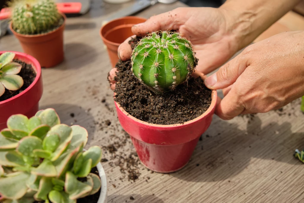 plantas de casa