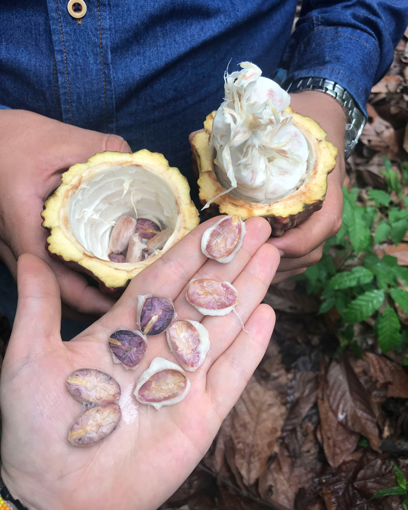 Color Cacao