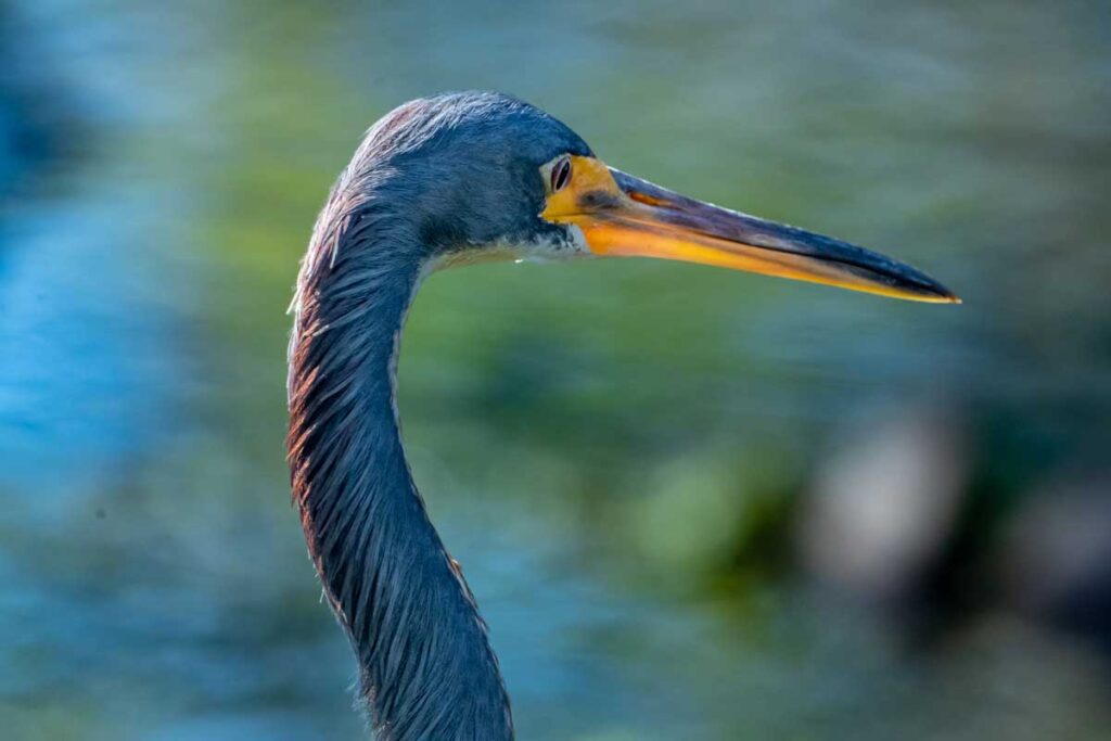 Everglades fauna