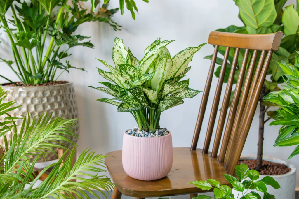plantas de casa