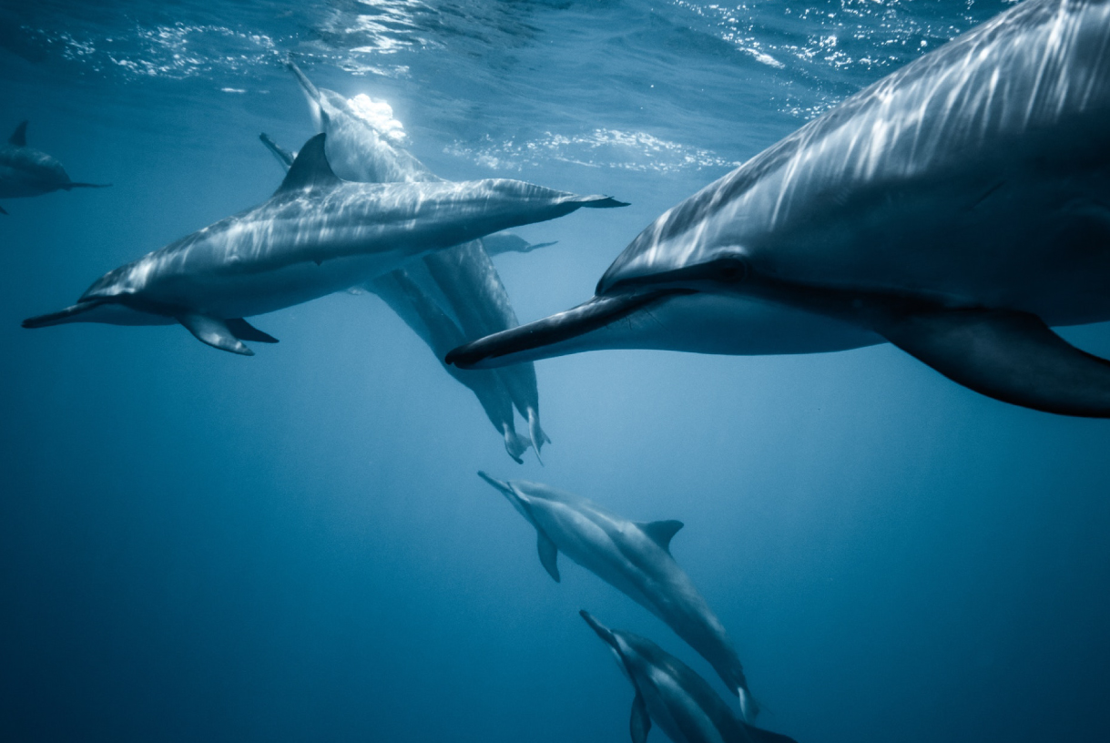 Delfines