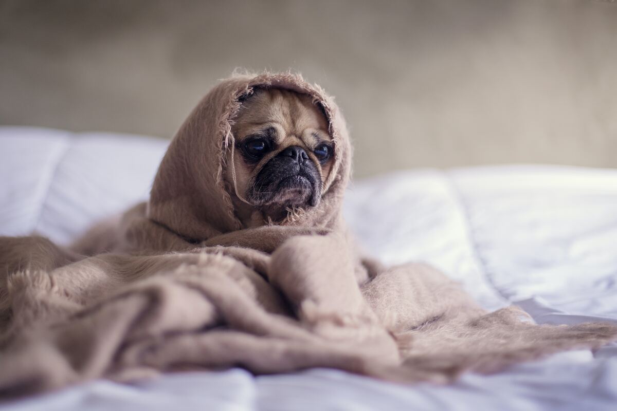 Perro