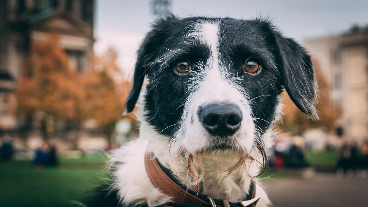 Perros en adopción