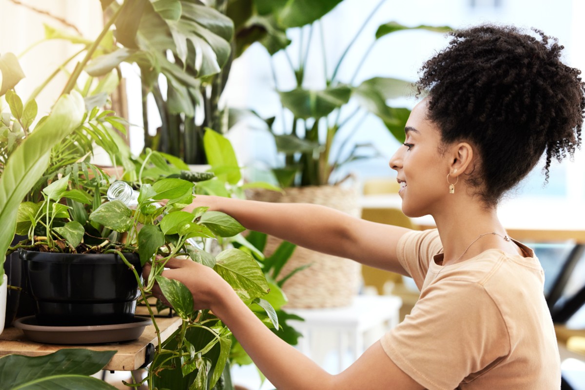 plantas de casa