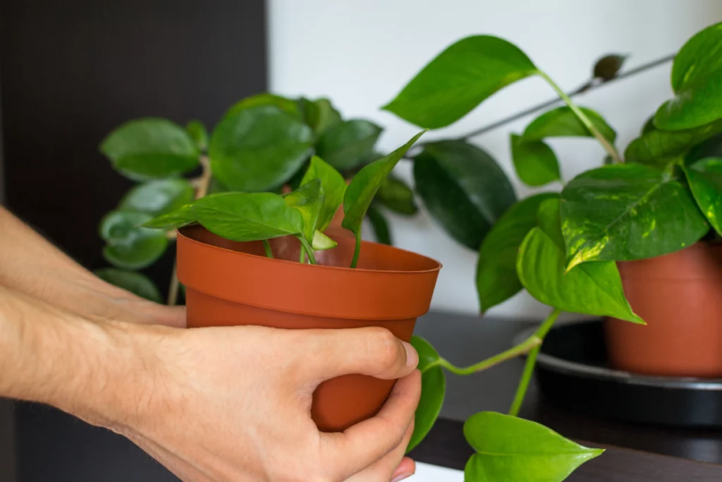 plantas de casa