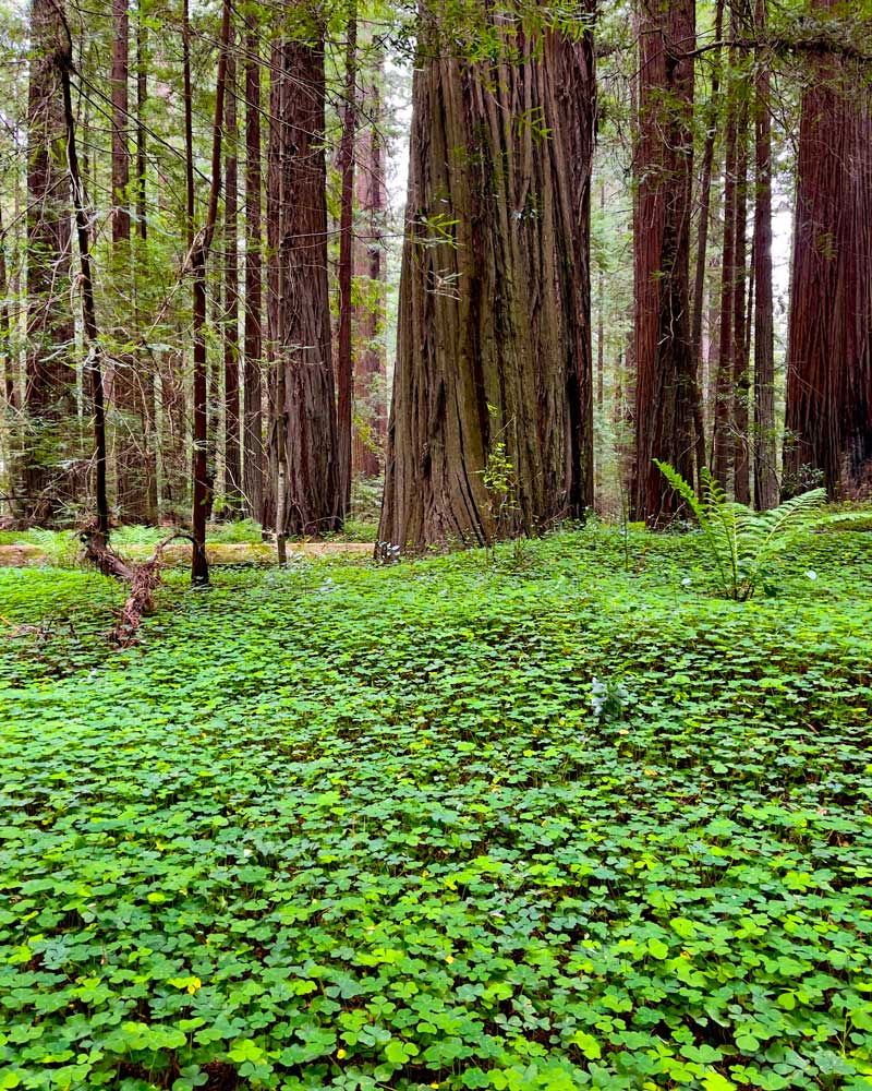 Redwood_park