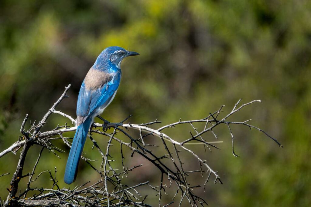 Redwood park fauna