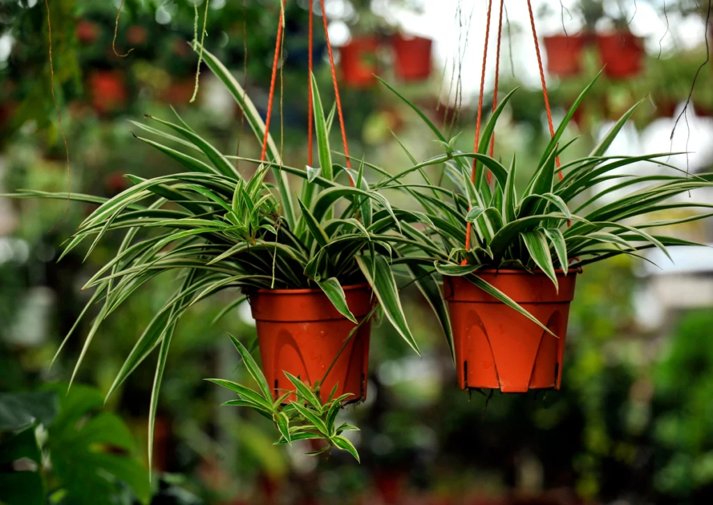 plantas de casa