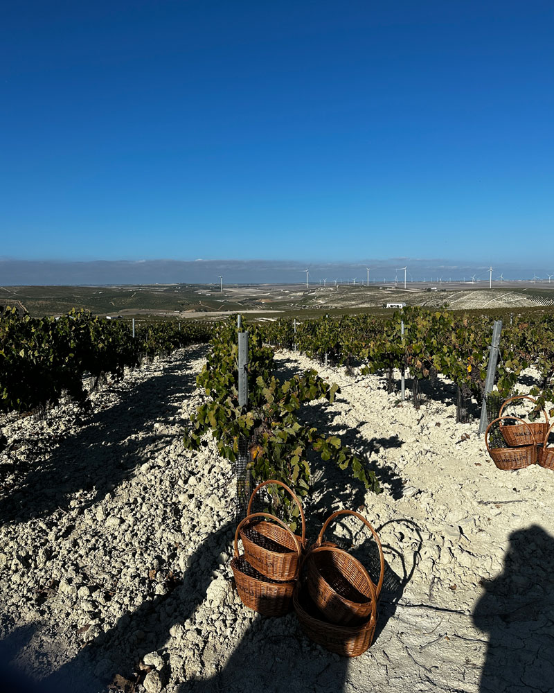 viñedo españa