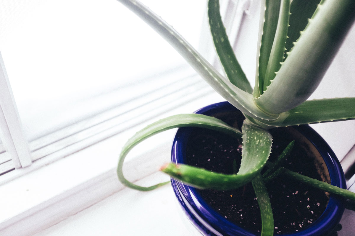 plantas saludables, aloe vera