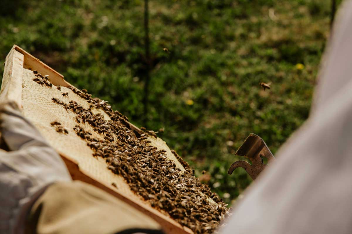 Apicultor, abeja