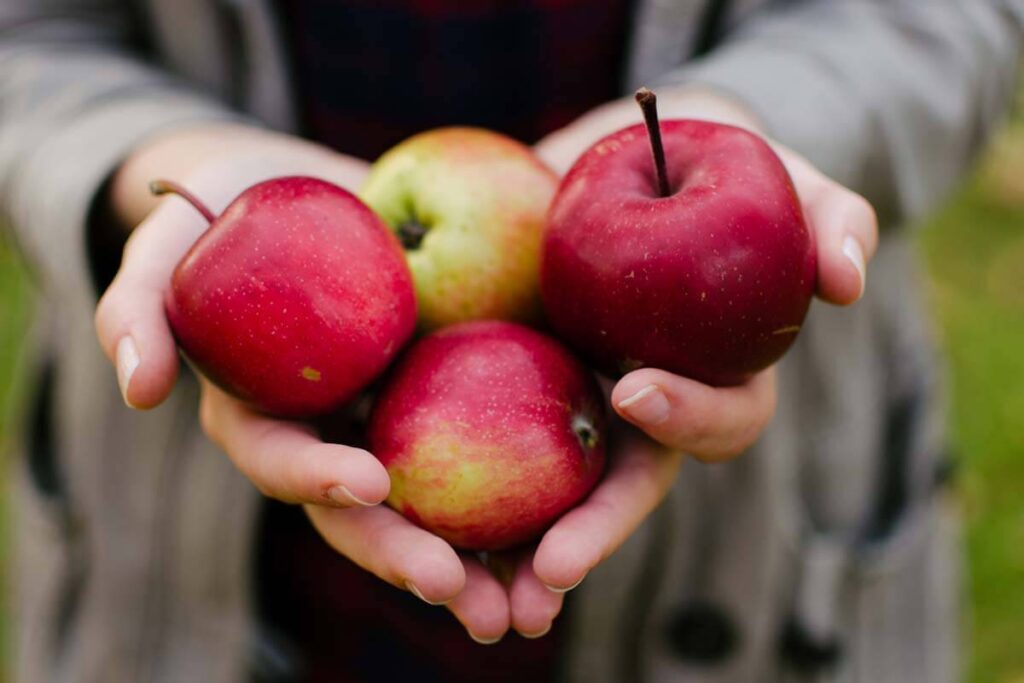 manzana
