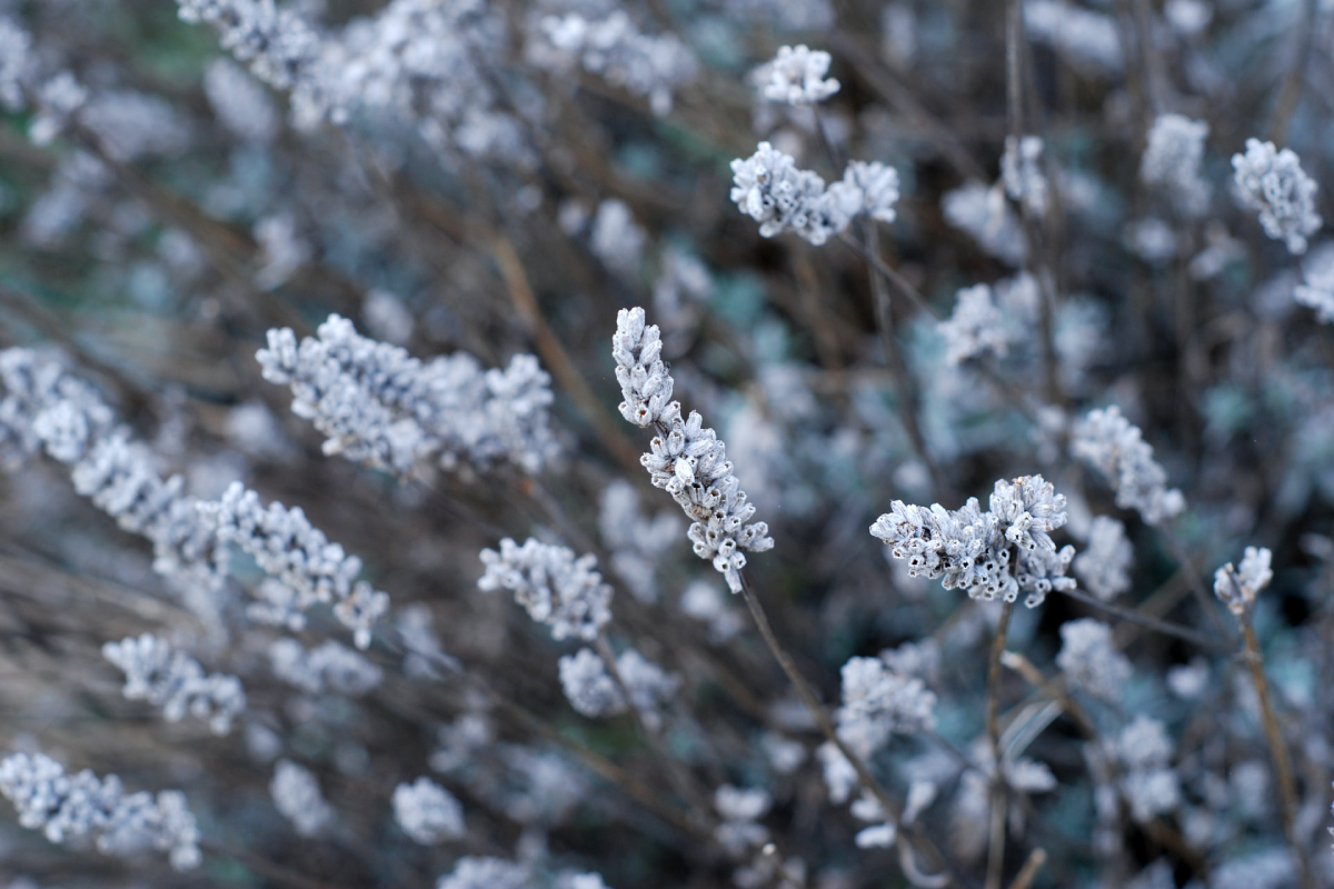 Lavanda