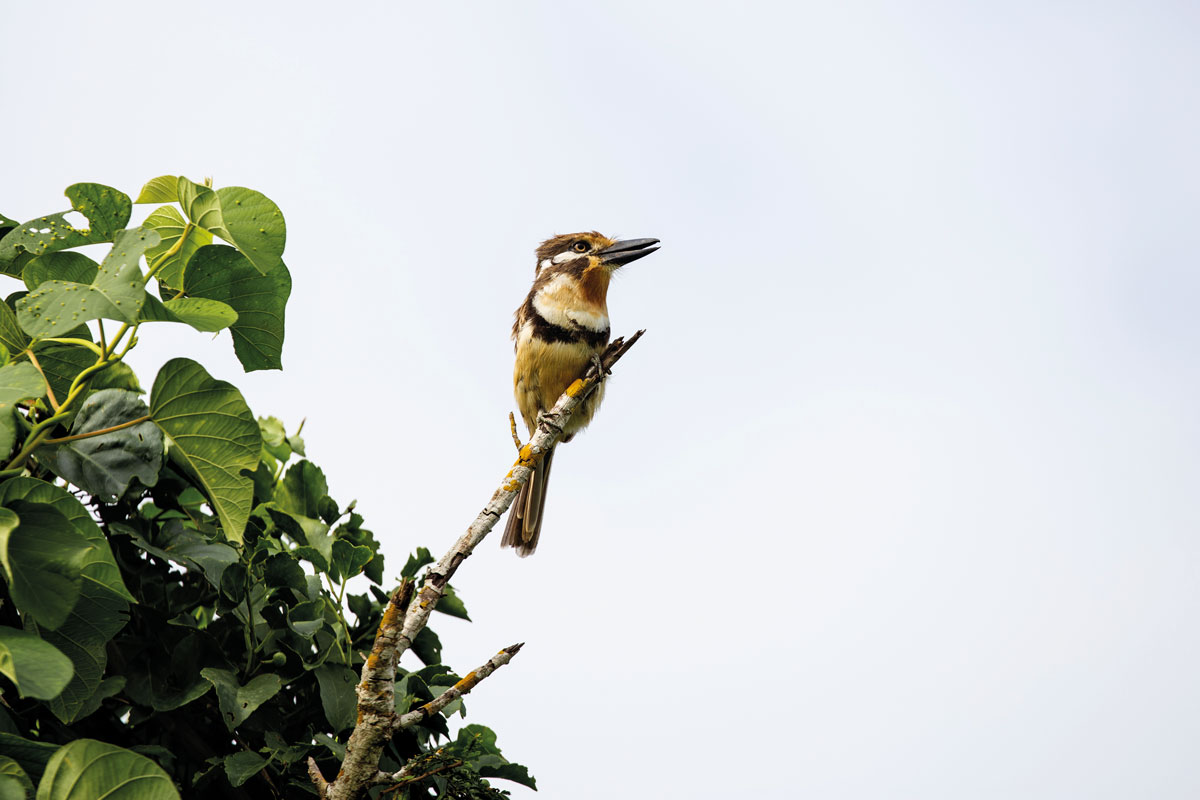 aves