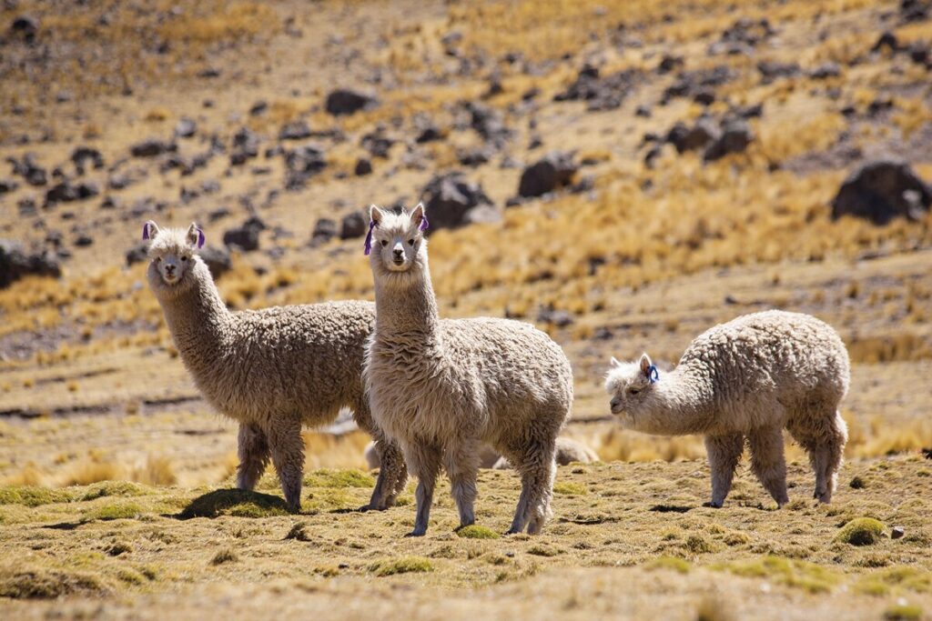Alpacas Perú
