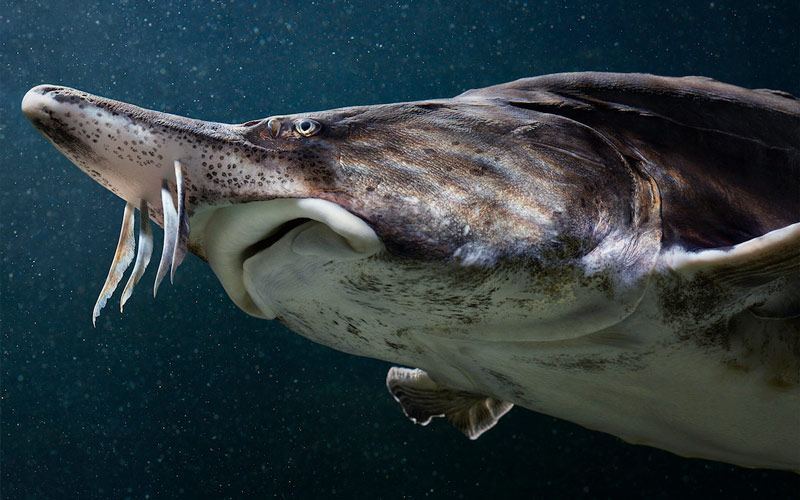 especies en vía de extinción