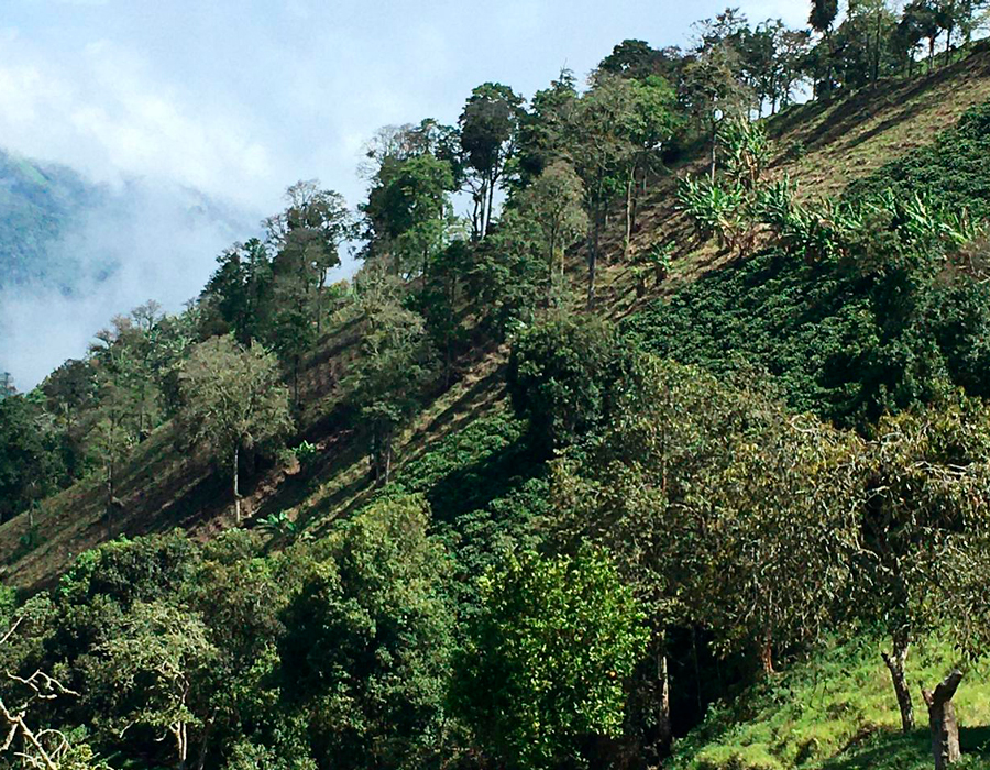 Bosques de nogales