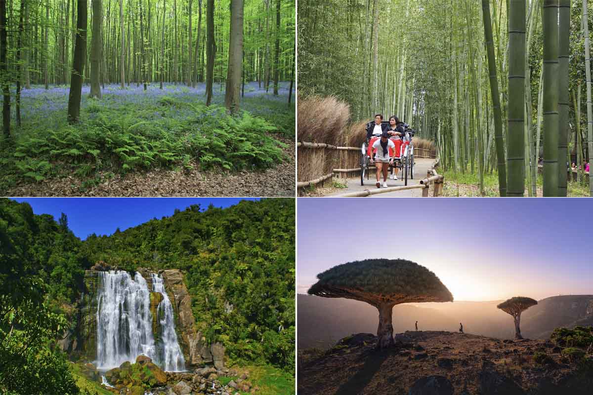 bosques