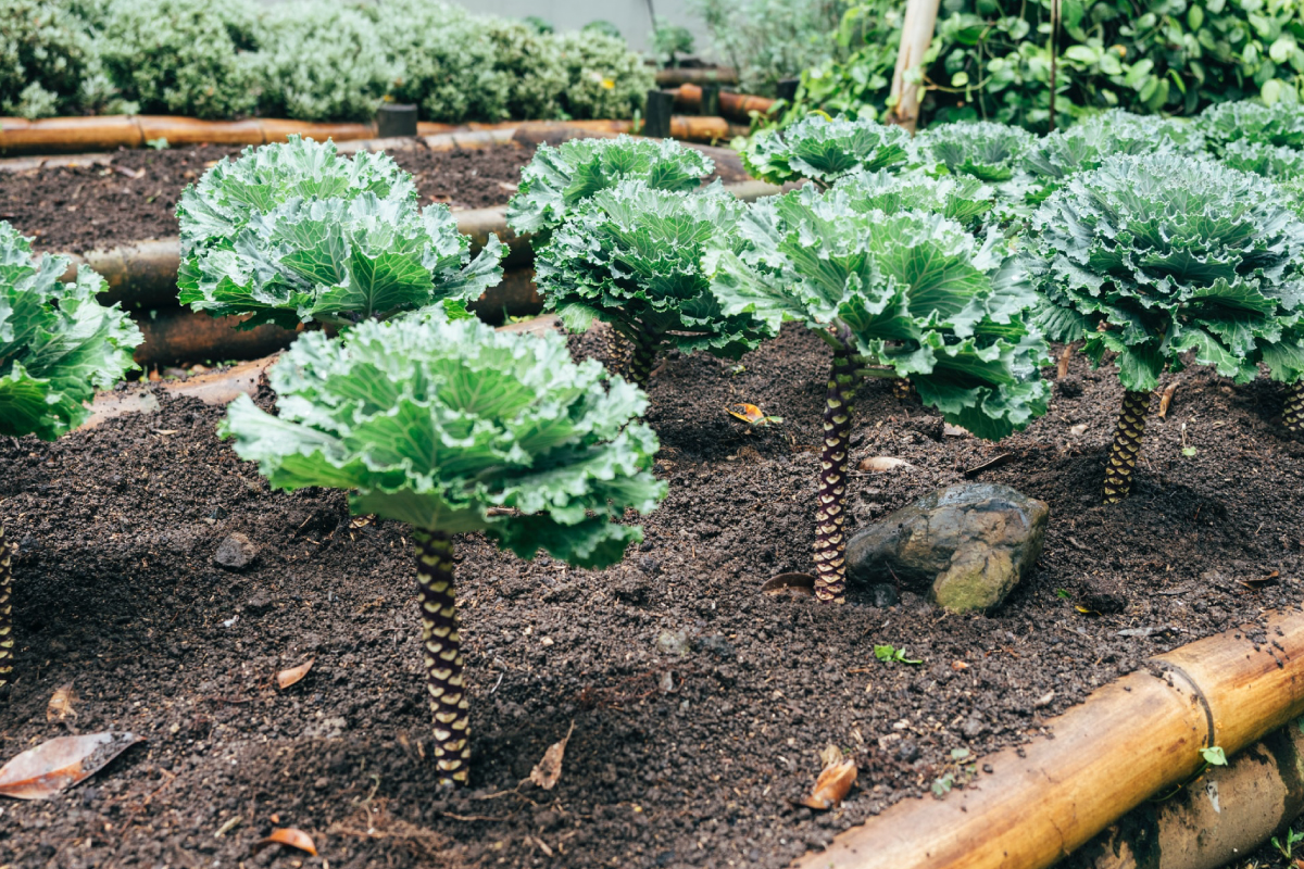 Alimentos botánicos 