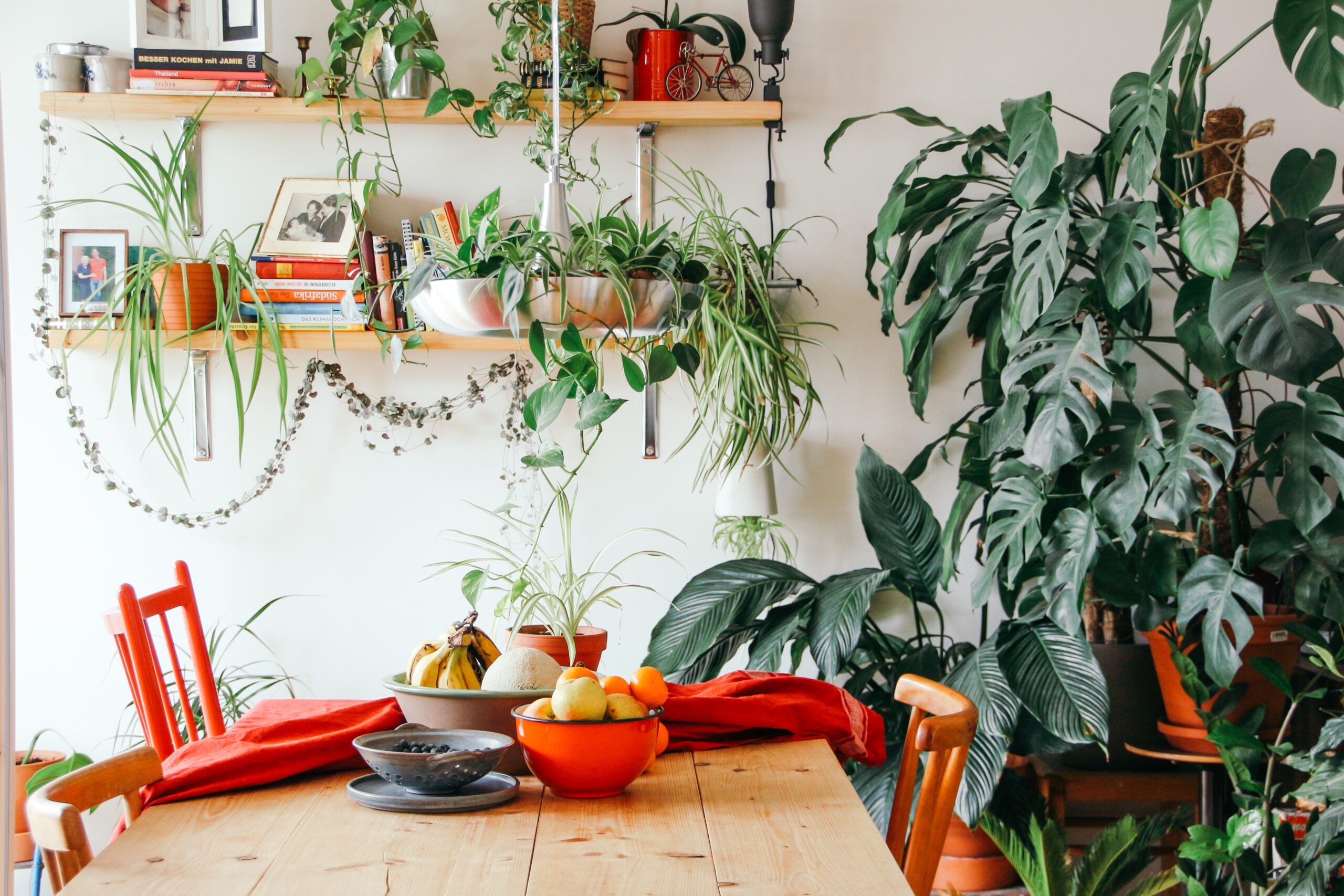 Plantas para la casa