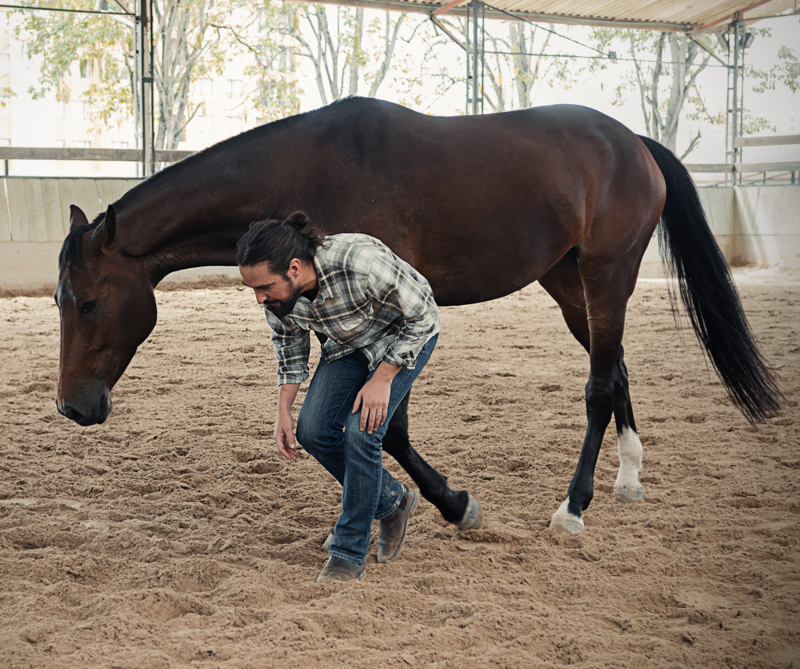 caballos4_800x669