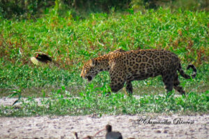 Jaguares