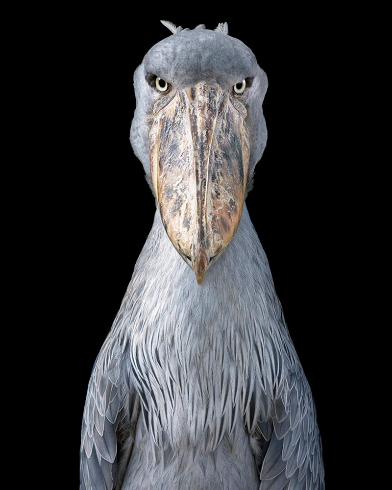 especies en vía de extinción