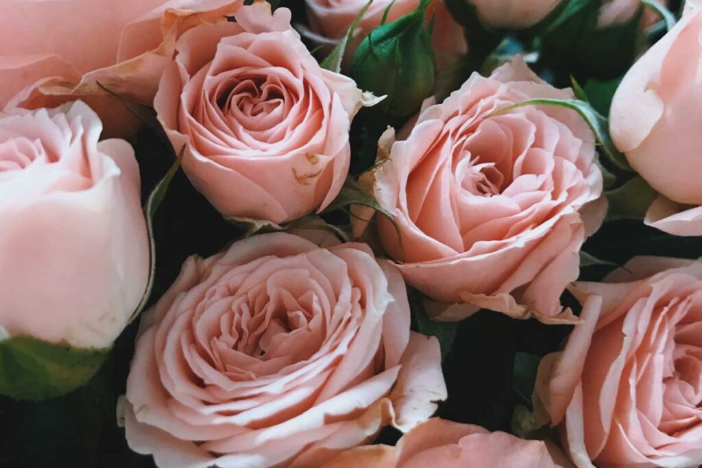 Recetas con pétalos de rosa
