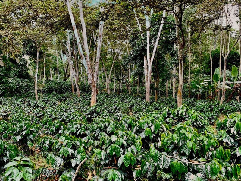 cafetos