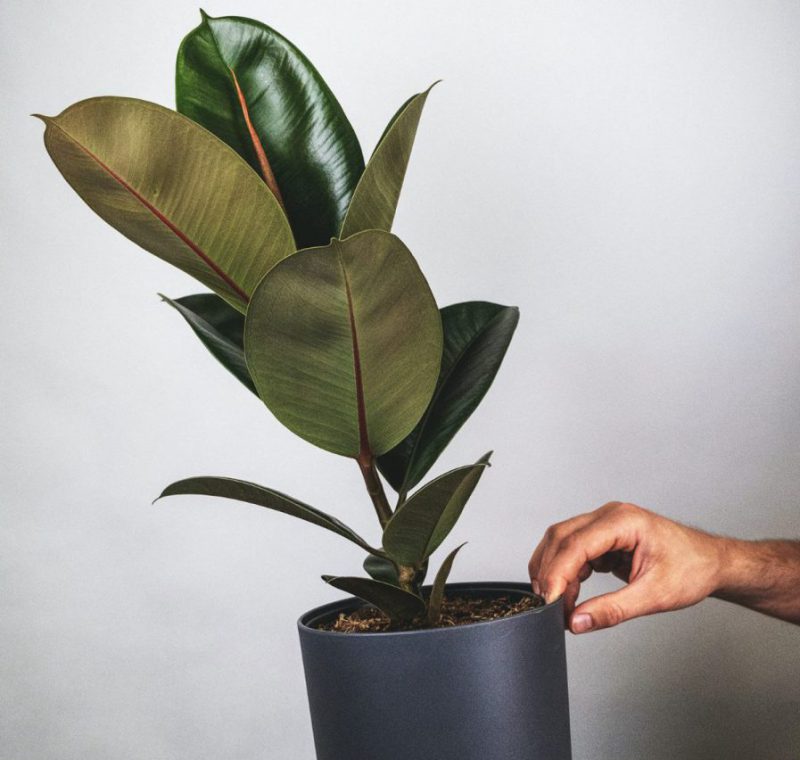 Ficus elástica