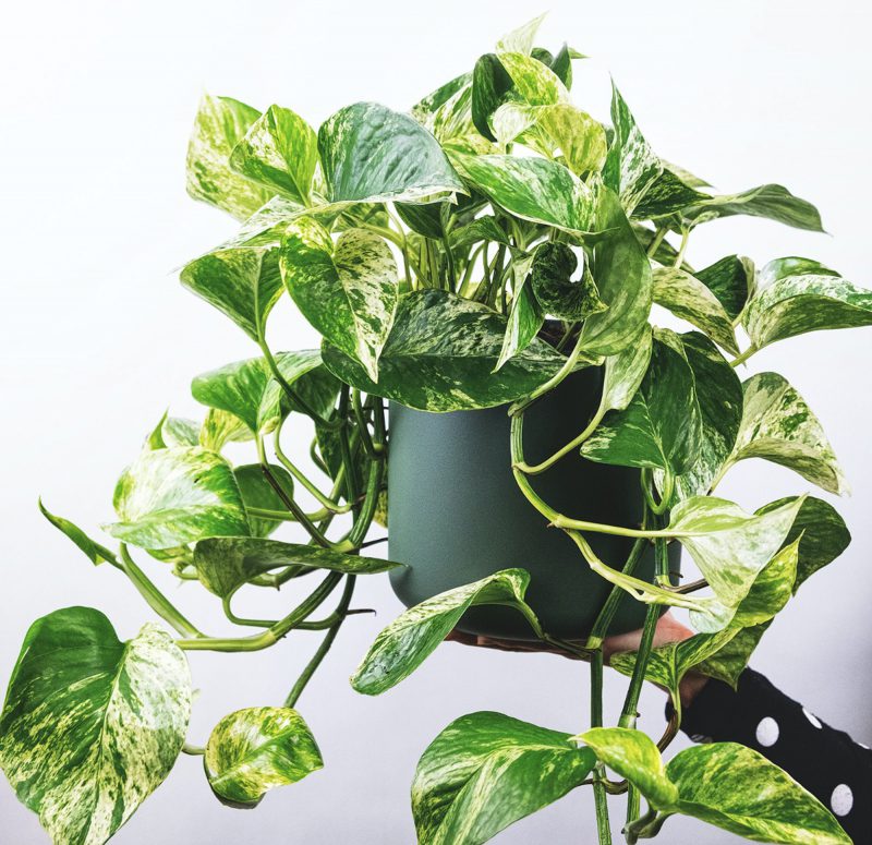 Ficus variegata