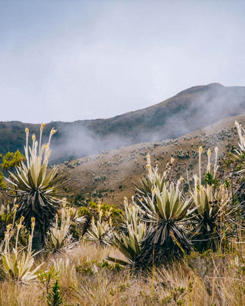 frailejones