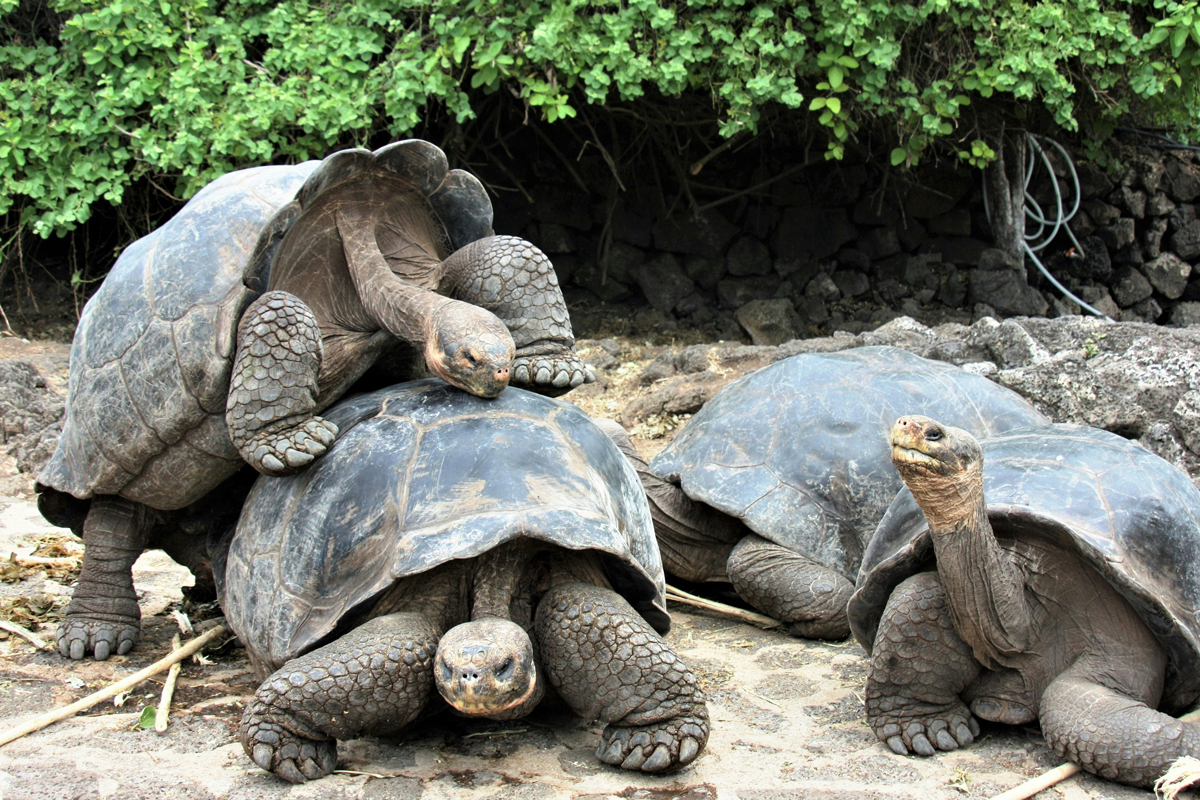 Isla Galápagos