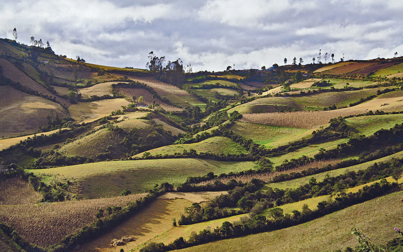 Guaitarilla