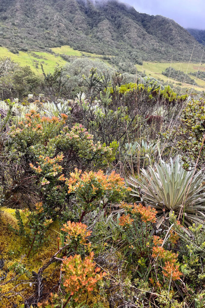 Frailejón,