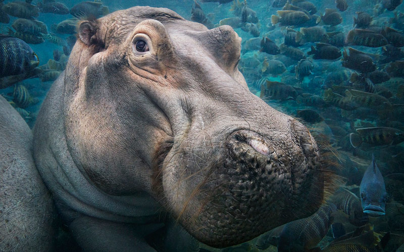 especies en vía de extinción