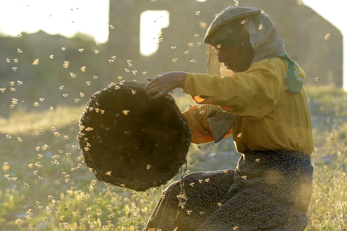 honeyland