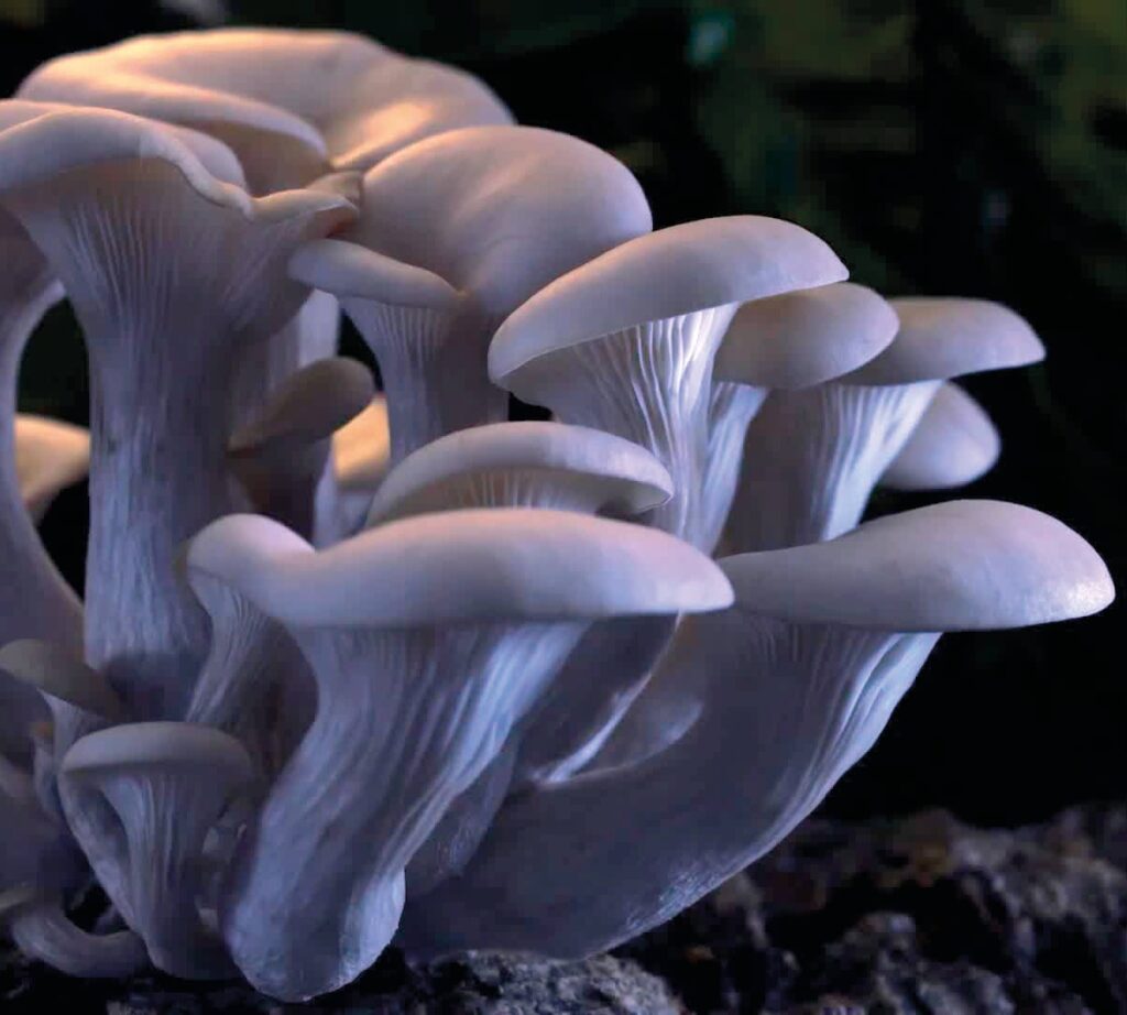 Hongos