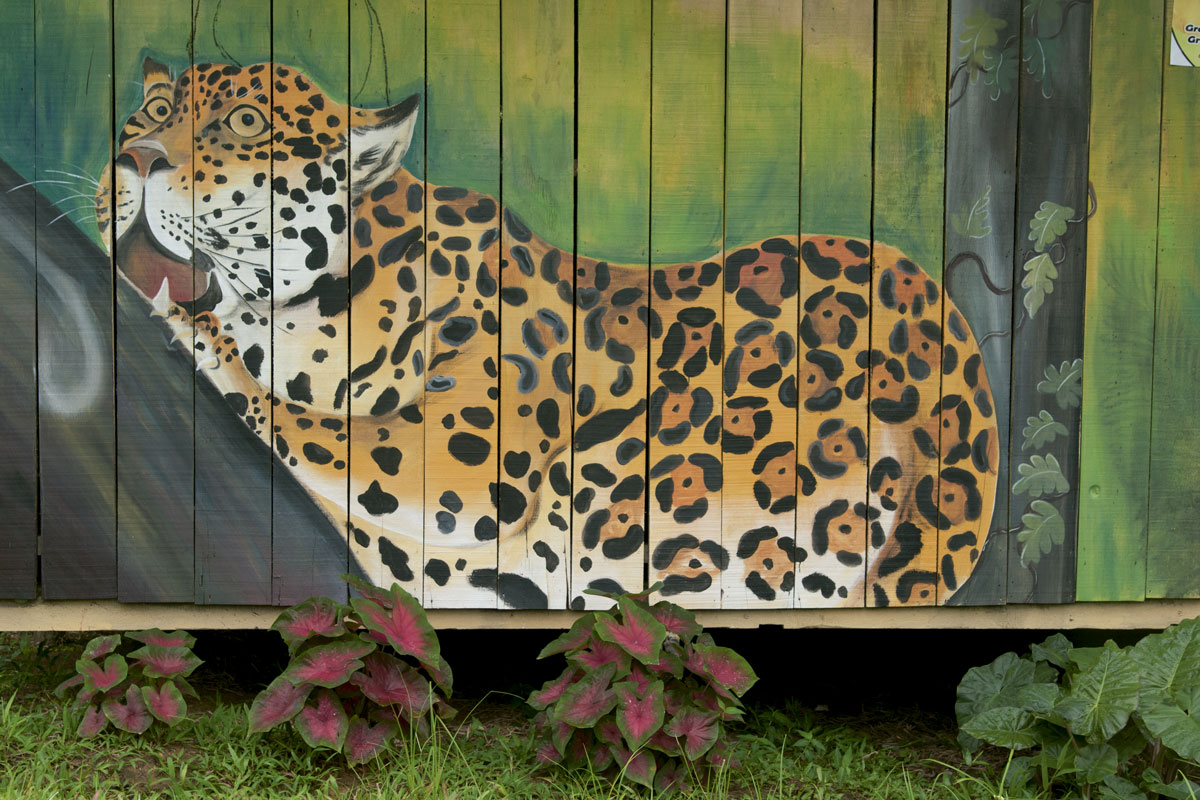 jaguar