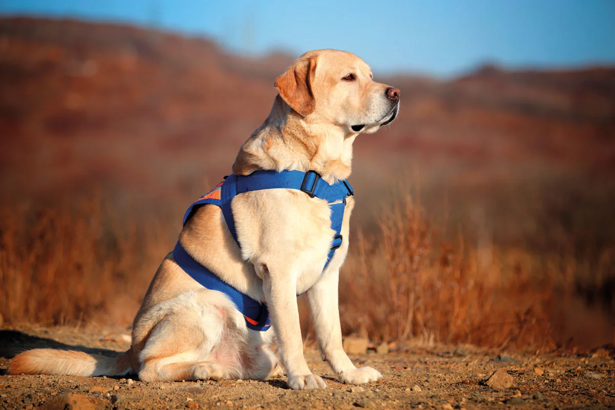 perros de asistencia