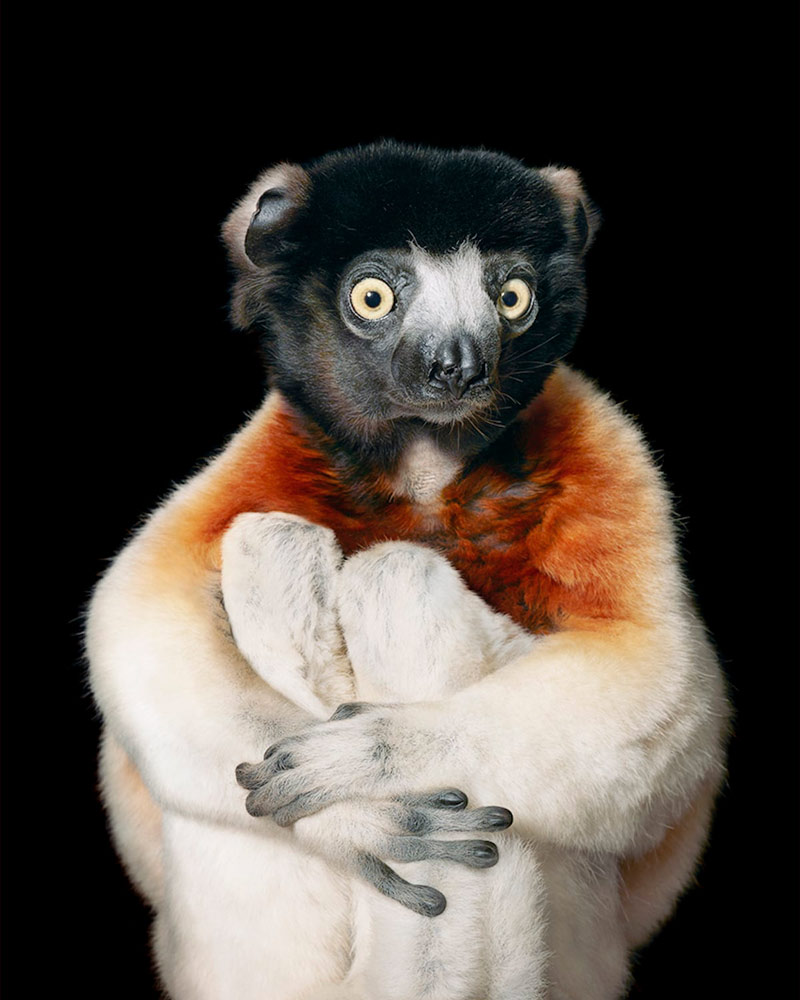 especies en vía de extinción