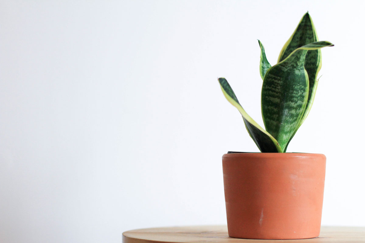 plantas saludables, sansevieria,