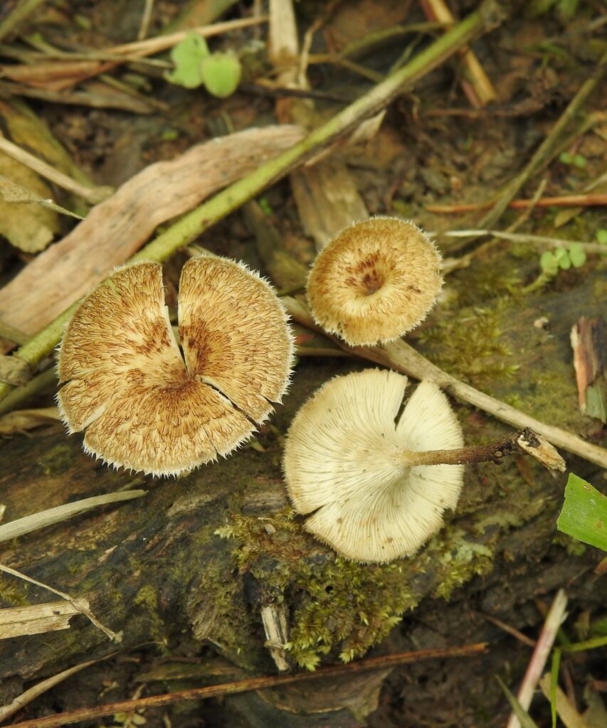 Hongos