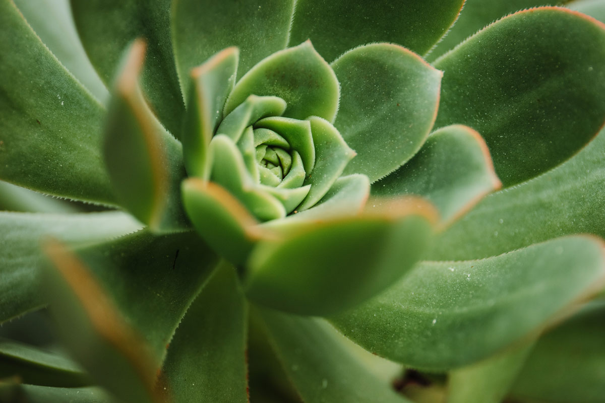 macro suculenta