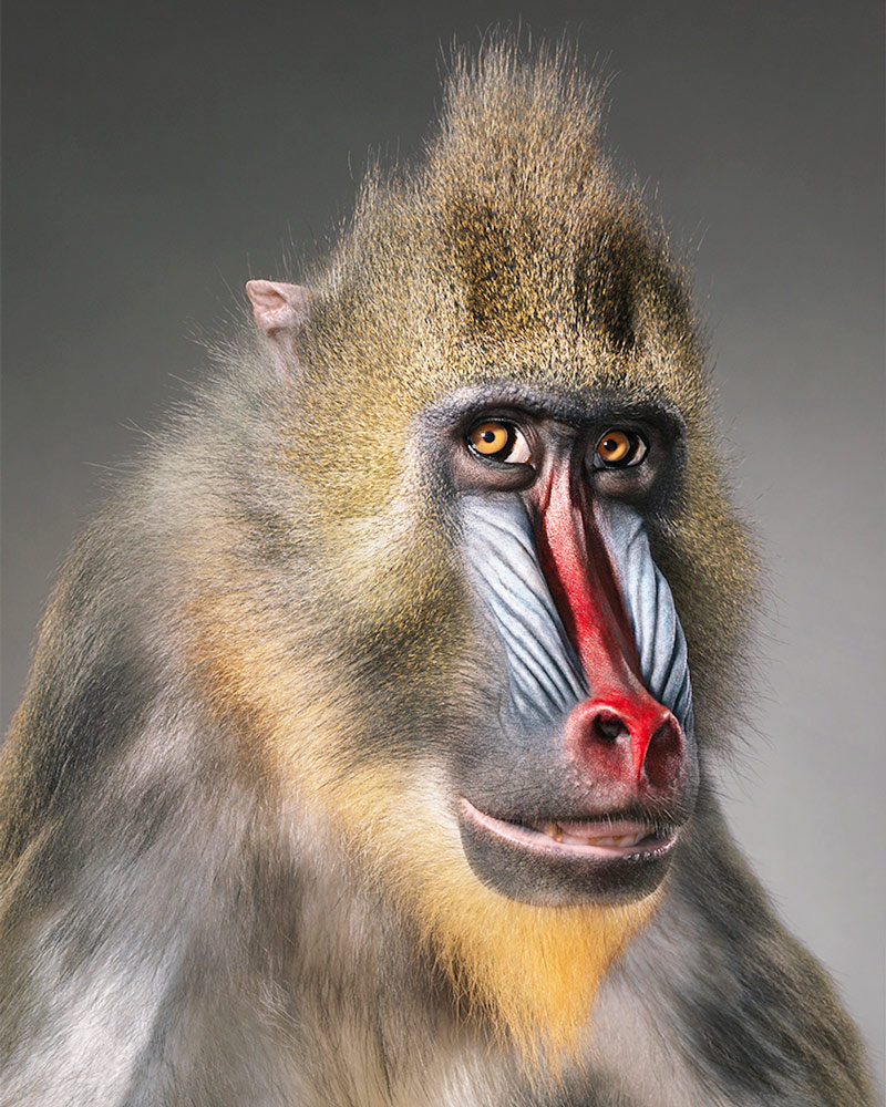 especies en vía de extinción