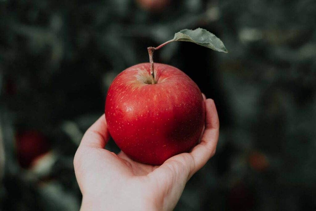 manzana en la mano